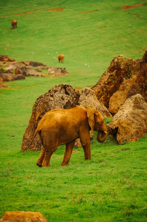 Free Graceful African elephant roaming in a lush green landscape, showcasing natural beauty. Stock Photo