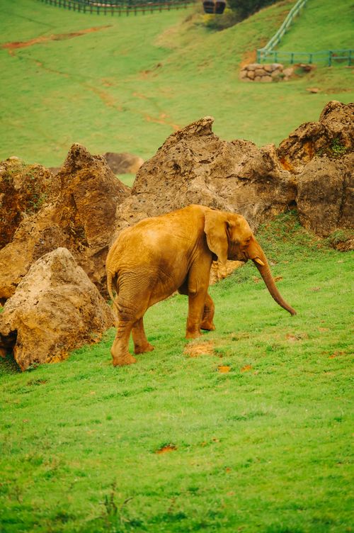 Free An African elephant walking among rocks in a lush green landscape. Stock Photo