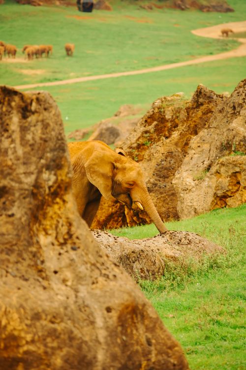 Free stock photo of animal, cabárceno, cantabria Stock Photo