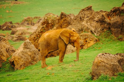 Free stock photo of animal, cabárceno, cantabria Stock Photo