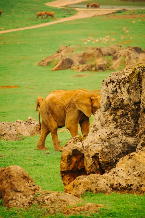 Free stock photo of animal, cabárceno, cantabria Stock Photo