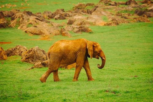 Free Majestic African elephant strolling in Cantabria's green landscape at Cabárceno Park. Stock Photo