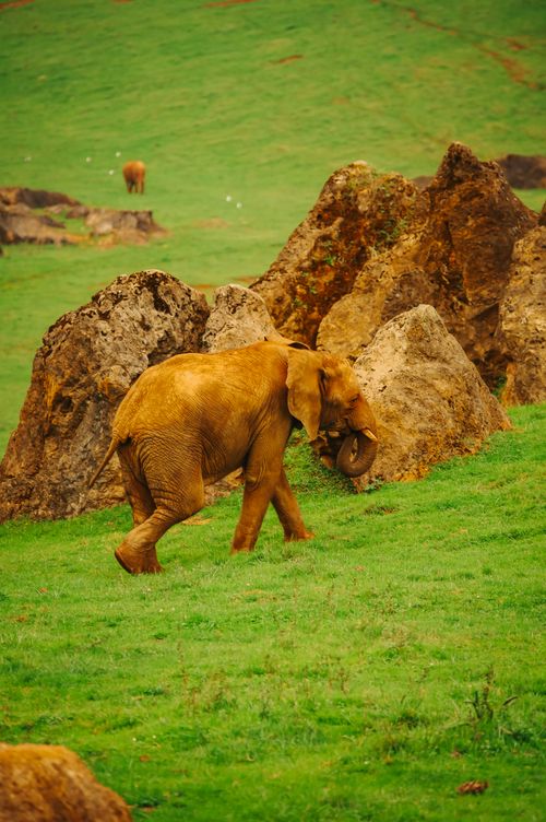 Free An African elephant walks among rocks in the lush landscape of Cabárceno Natural Park, Cantabria. Stock Photo