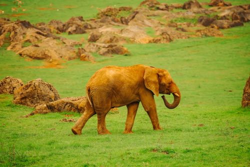 Free A majestic African elephant walking through a verdant safari terrain, displaying natural beauty in a zoo environment. Stock Photo