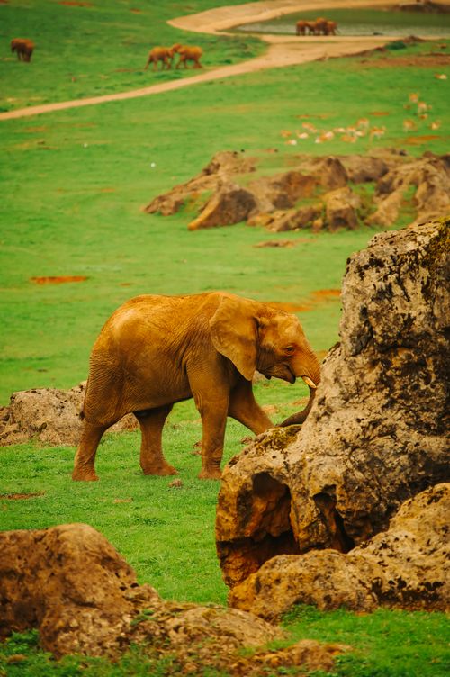 Free African elephant enjoying natural surroundings in Cabárceno Nature Park, Spain. Stock Photo