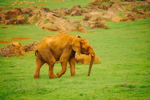 Free An African elephant walking through a grassy landscape in Cabárceno Nature Park. Stock Photo