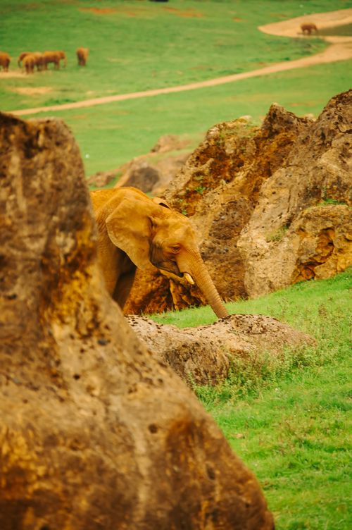 Free stock photo of animal, cabárceno, cantabria Stock Photo