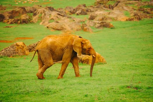 African elephant roaming freely in Cabárceno Natural Park, Cantabria.