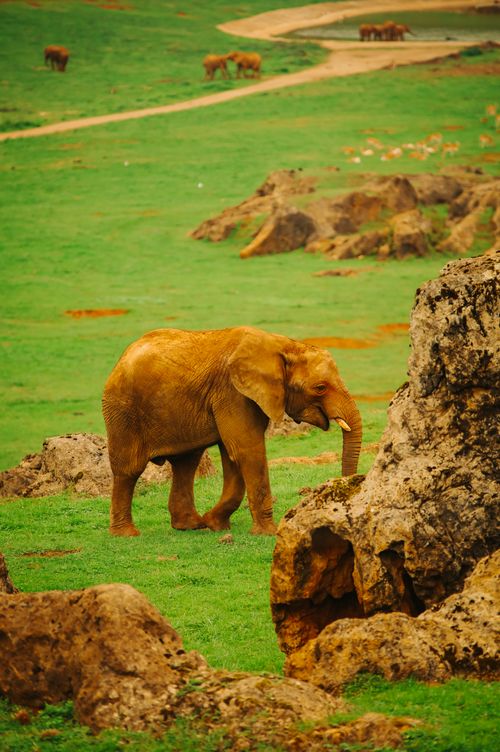 Free An African elephant (Loxodonta africana) grazes in a green safari landscape with rocky terrain. Stock Photo