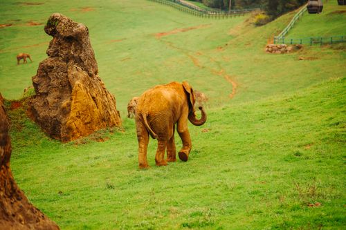 Free An African elephant roaming the lush green stretches of Cabárceno Nature Park, Spain. Stock Photo