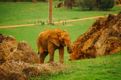 Free A young African elephant standing among rocks in lush green landscape. Stock Photo