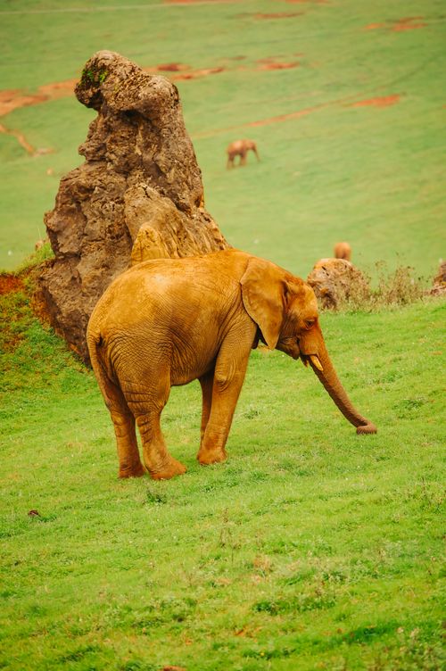 Free African elephant enjoying a peaceful day at Cabárceno Safari Park in Cantabria. Stock Photo
