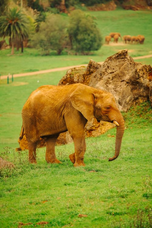 Free A stunning African elephant roaming freely in a lush green environment. Stock Photo