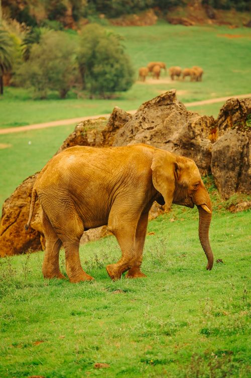 Free A majestic African elephant walking in a grassy area at the Cabárceno Zoo, Cantabria. Stock Photo