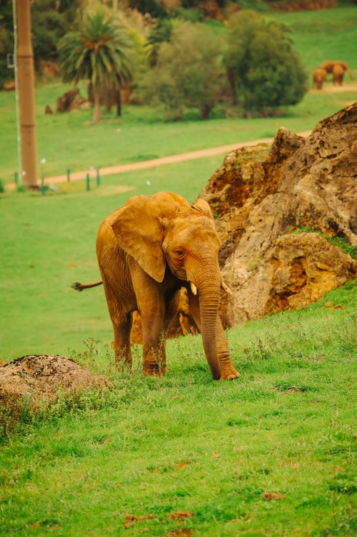 Free An African elephant (Loxodonta africana) grazing on a green hillside. Stock Photo