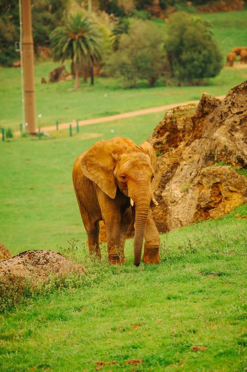 Free Portrait of an African Elephant (Loxodonta africana) in a safari-like setting in Cabárceno, Spain. Stock Photo