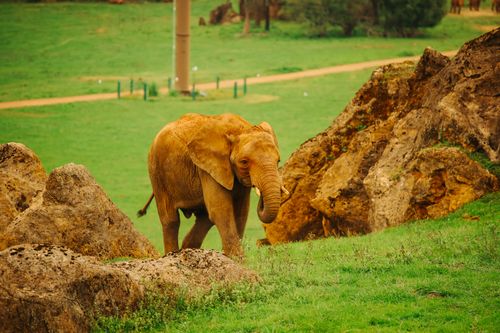Free African elephant walking among rocks in a lush green safari park setting. Stock Photo