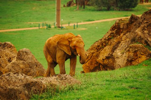 Free An African elephant walking among rocks in a lush green landscape in Cabárceno Safari Park. Stock Photo