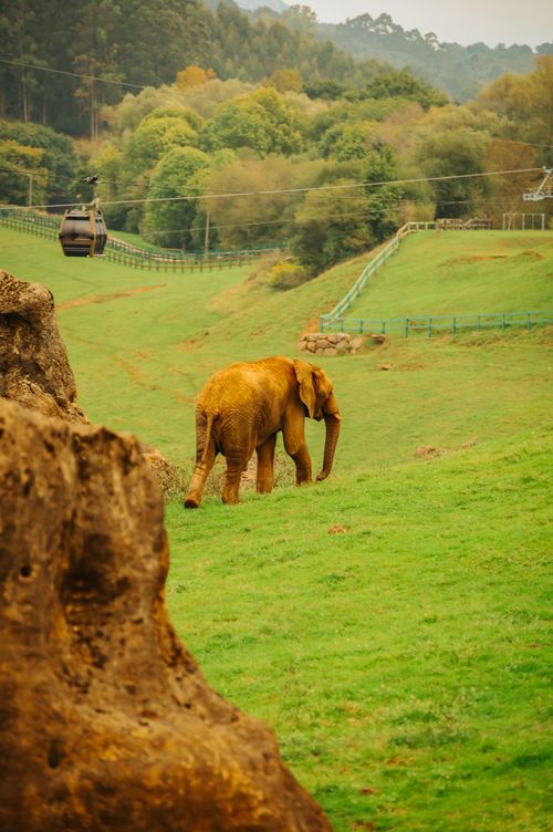 Free African elephant roaming freely in Cabárceno Wildlife Park, showcasing lush greenery. Stock Photo
