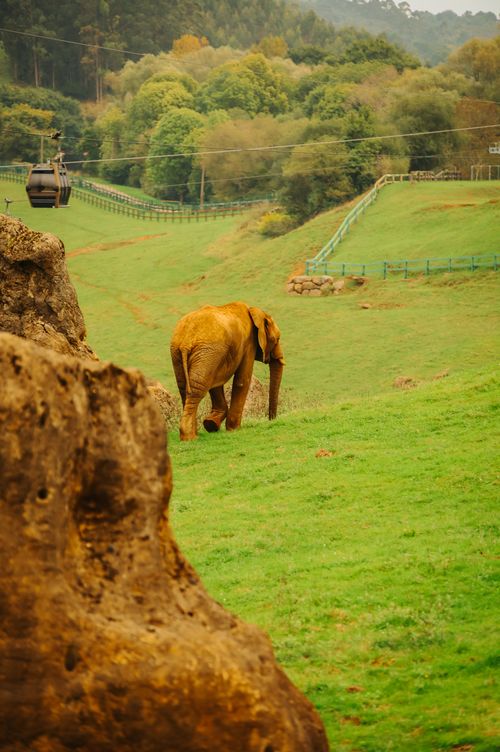 Free An African elephant roaming in the lush landscape of Cabárceno Safari Park, Spain. Stock Photo