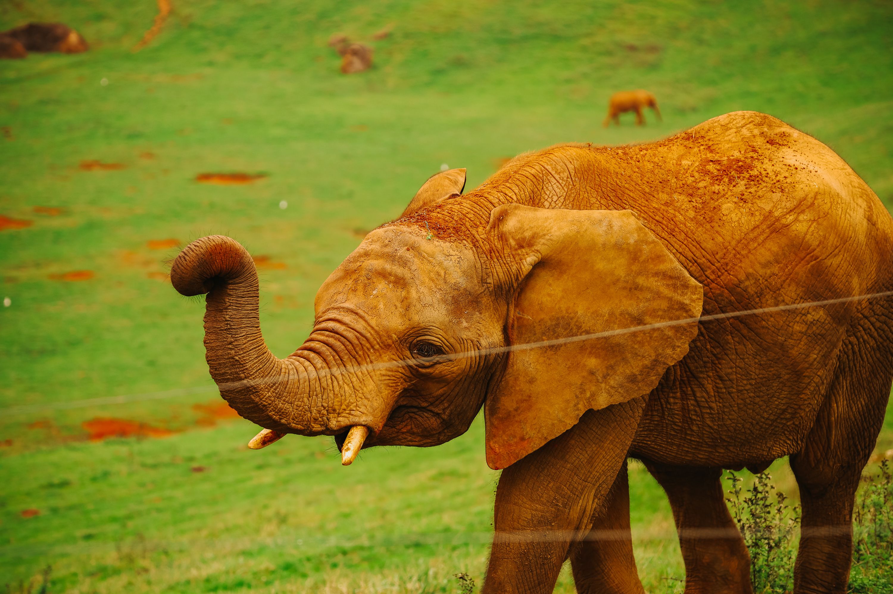 Gros plan sur un éléphant d'Afrique dans un paysage de savane verdoyante sous un ciel éclatant.