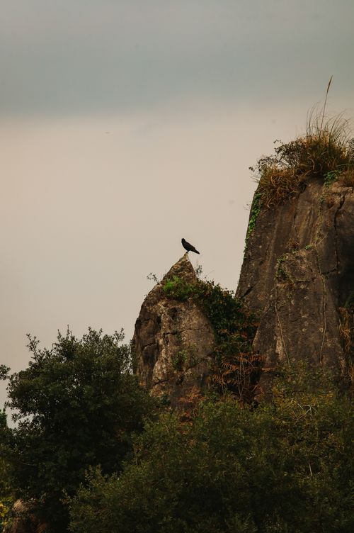 Free A lone bird sits atop a rugged rock in La Penilla, capturing nature's stillness. Stock Photo