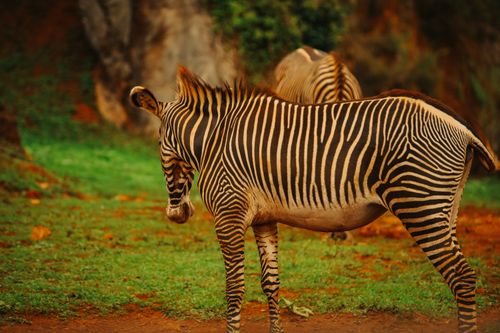 Free Close-up of a zebra in the lush landscape of Cantabria safari park, capturing its distinctive stripes. Stock Photo