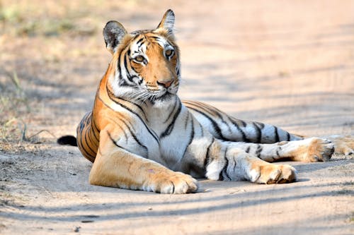 Immagine gratuita di animale, animale selvatico, fauna selvatica