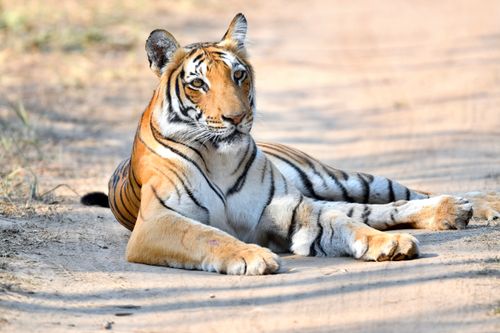 Free Bengal tiger lounging in the sun, showcasing its striking stripes in a serene outdoor setting. Stock Photo