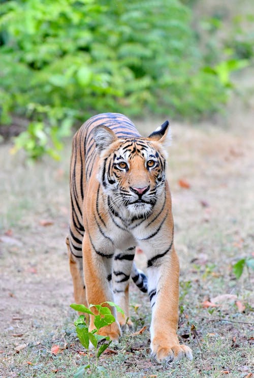 Photo Of A Tiger