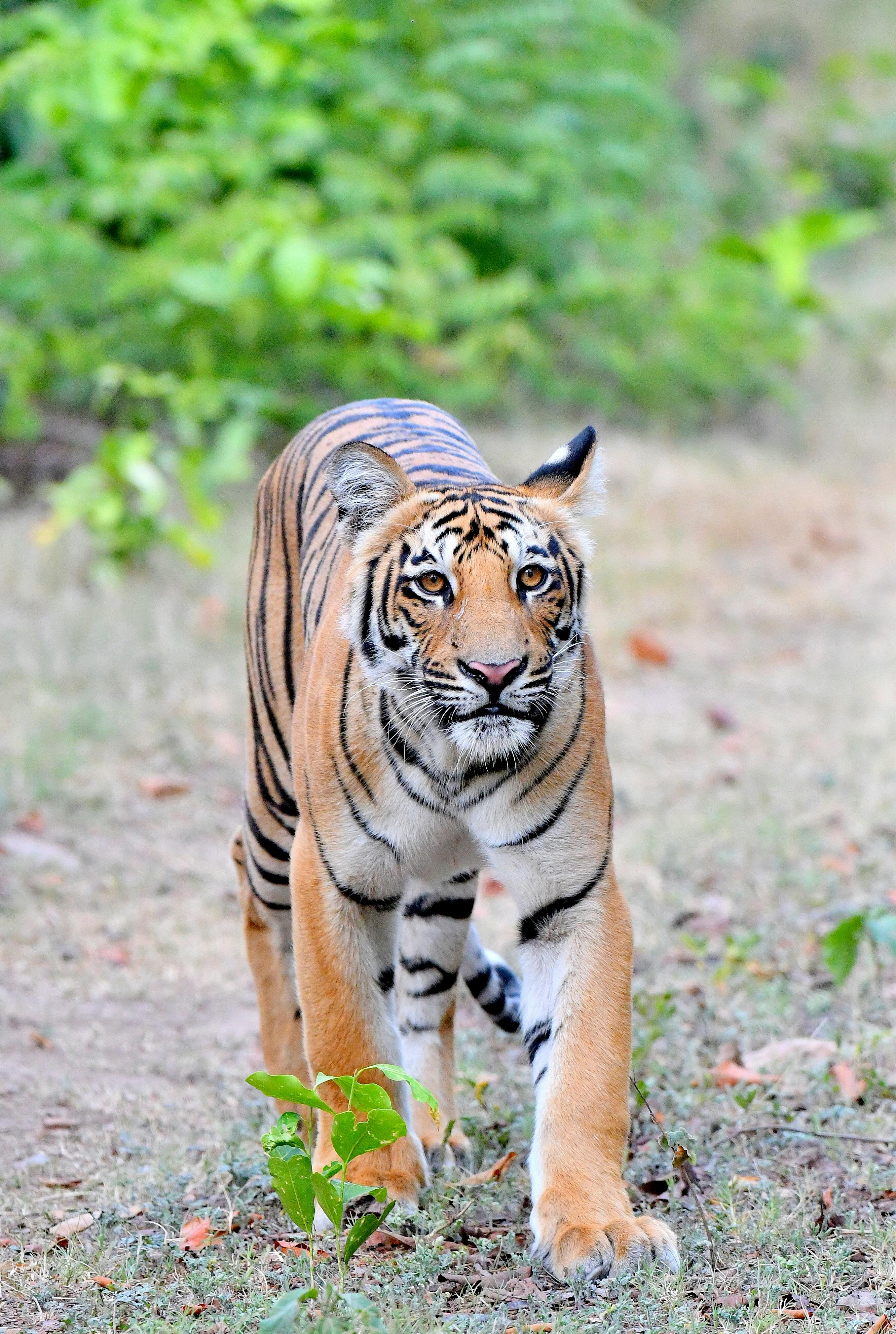 92,352 Bengal Tiger Royalty-Free Images, Stock Photos & Pictures