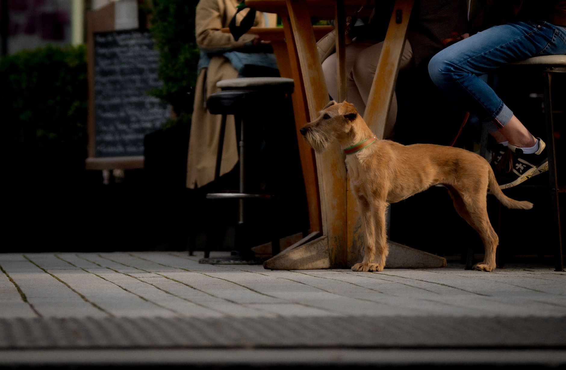 dog waiting patiently away from dining table