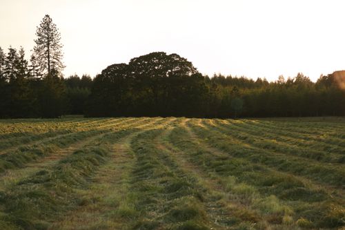 Free Sunset casting a warm glow over a tranquil rural hayfield with neatly cut grass rows. Stock Photo