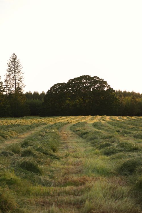 Free Peaceful rural scene featuring a mown grass field under a clear sky, ideal for nature themes. Stock Photo