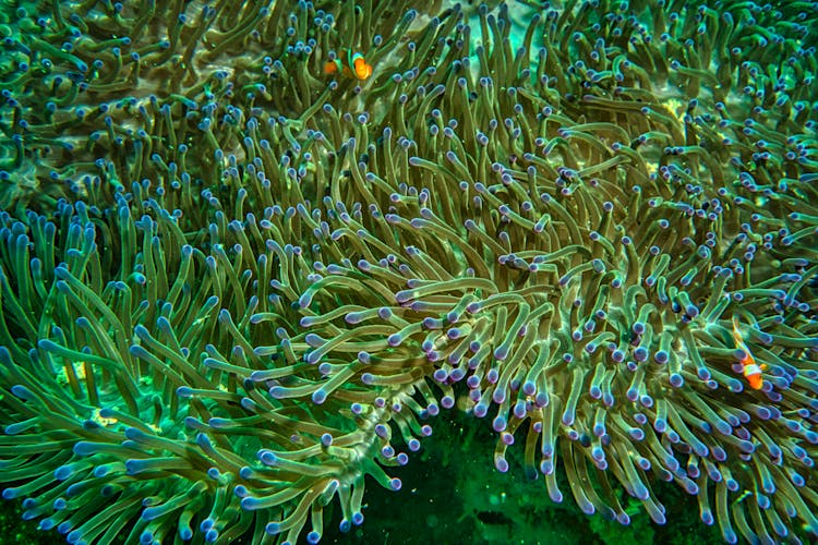 Anemone And Clownfish