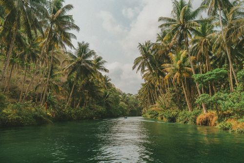 Free Explore a serene river surrounded by dense palm trees in Pacitan, East Java, Indonesia. Stock Photo