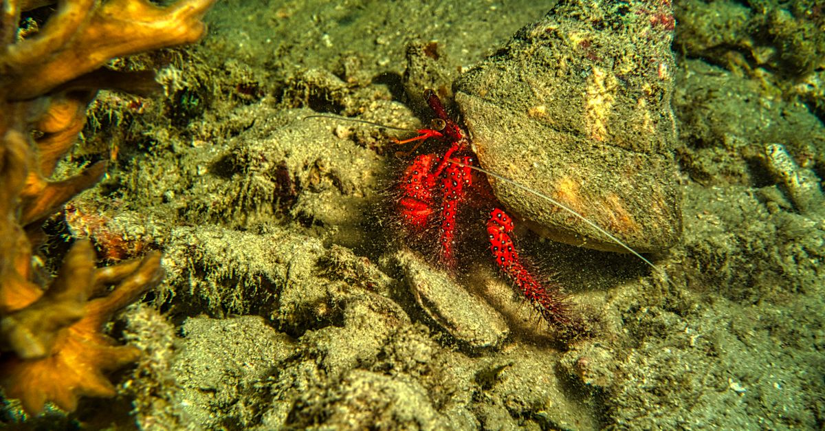 Red Crab Under a Shell · Free Stock Photo