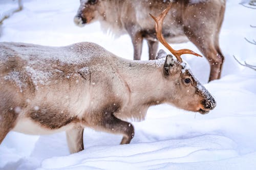 Animale Su Un Terreno Innevato