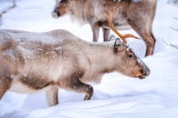 芬兰雪地荒野中驯鹿的冬季特写镜头