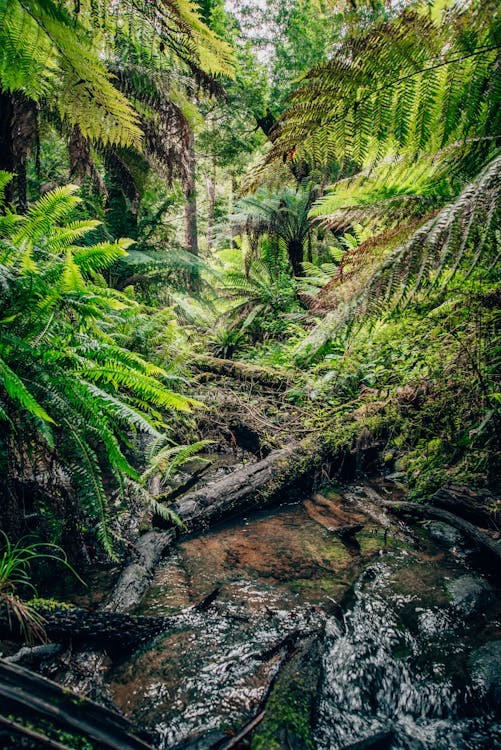 Gratis stockfoto met bomen, bossen, buiten