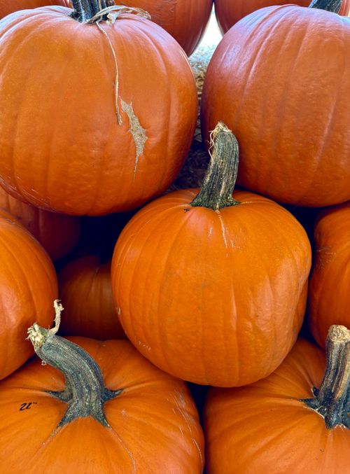 Free A stack of vibrant orange pumpkins, perfect for fall and Halloween decor. Stock Photo