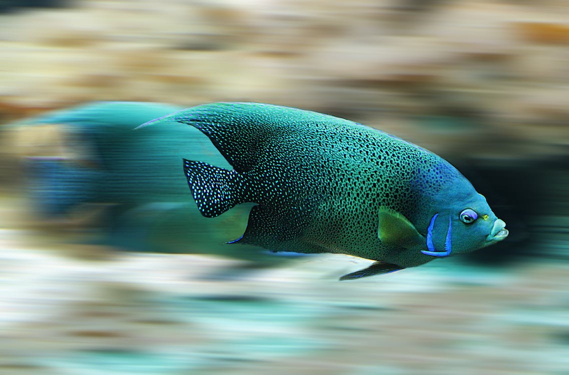 Free Blue and Black Fish during Daytime Stock Photo