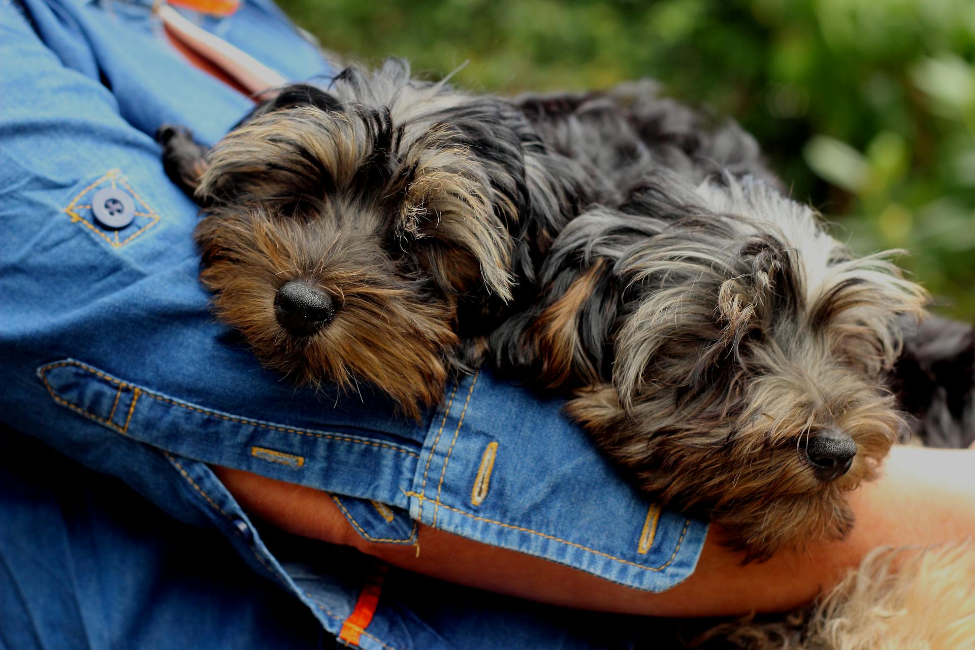 Zwarte en bruine langharige kleine honden