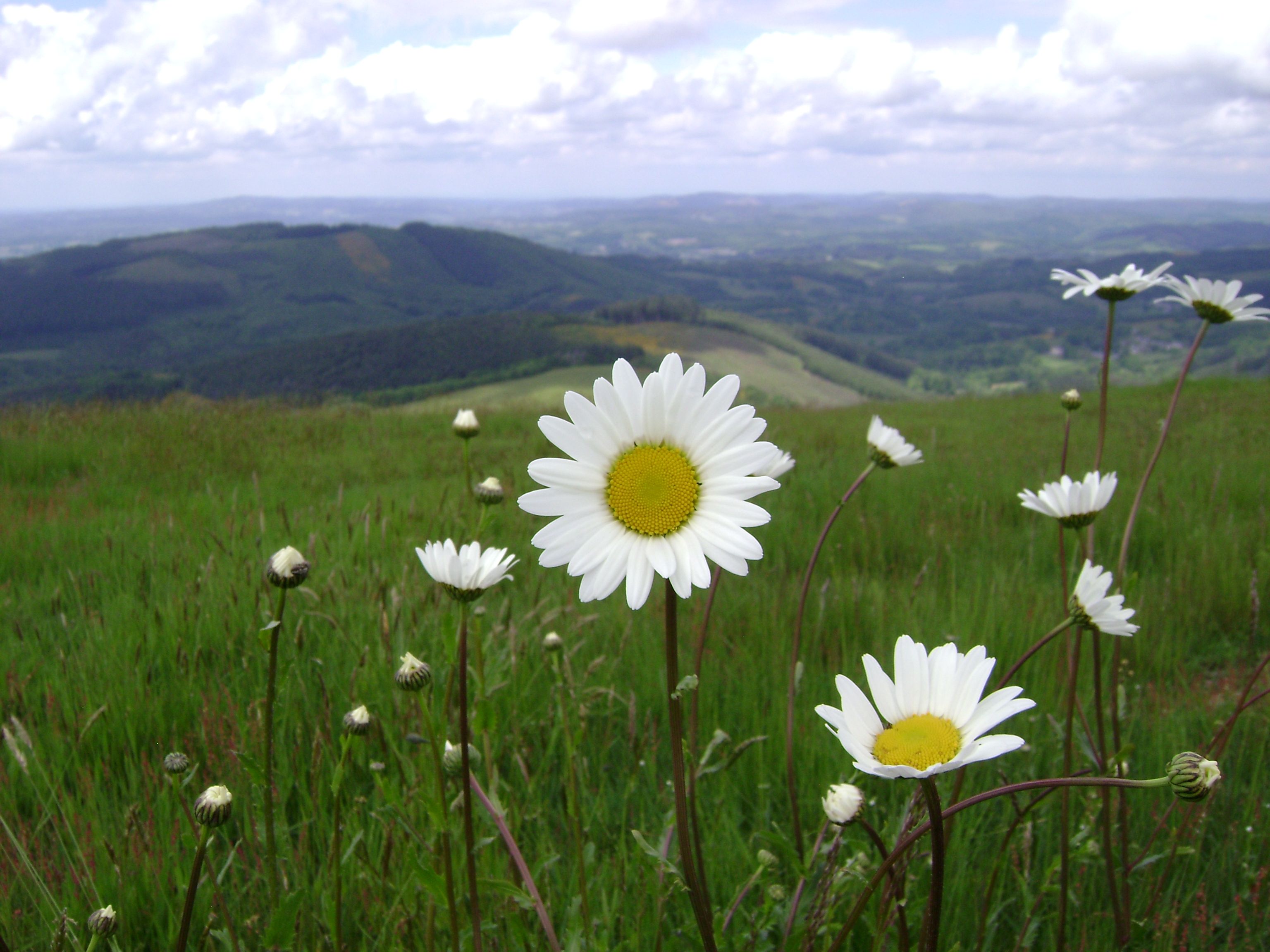 Close-up of daisies blooming in a lush green field under a cloudy sky.
