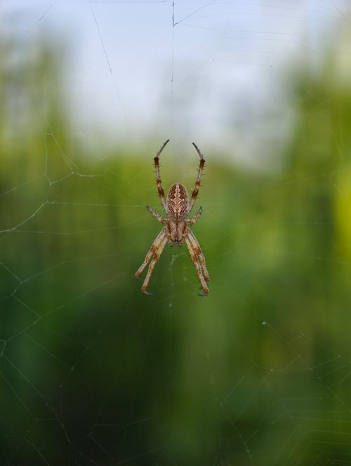 Free Close-up of a garden orb-weaver spider on its web with a blurred green background, showcasing natural details. Stock Photo