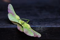 一幅充满活力的枫树种子的详细特写图像，拍摄于深色乡村木材上