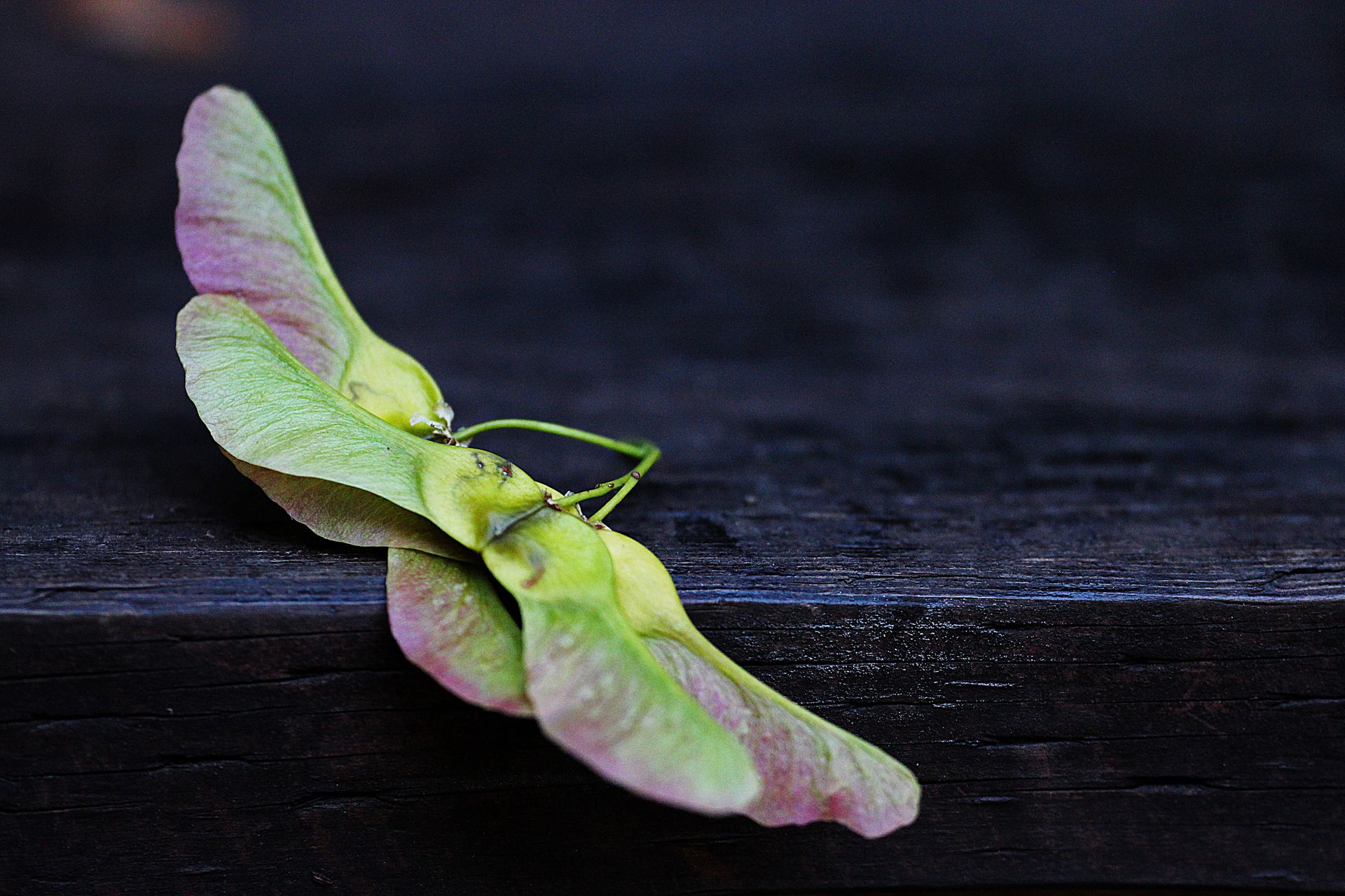 A detailed close-up image of vibrant maple seeds on dark rustic wood.