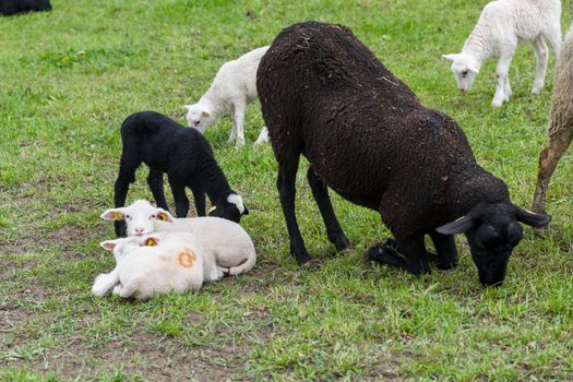 A tranquil scene of black and white sheep and lambs grazing on a lush Swiss pasture.