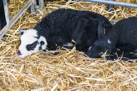 Two lambs rest peacefully on a straw bed in a farm setting, showcasing tranquility and innocence.