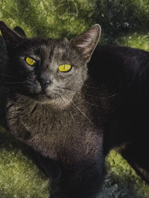 Free A detailed close-up of a black cat with striking yellow eyes lounging outdoors on a sunny day. Stock Photo